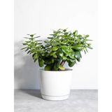 Videolu Para Çiçeği Ağacı (10 40 Cm)1 Adet Saksılı Iç/ Dış Mekan Bitkisi Crassula