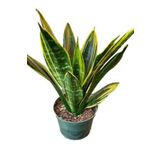 Videolu Paşa Kılıcı Peygamber Kılıç Çiçeği 1adet Saksılı/tüplü 20-40 Cm Iç Mekan Bitkisi(SANSEVARİA)