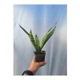 Videolu Paşa Kılıcı Peygamber Kılıcı Bitkisi 1 Adet Saksılı 15-30cm Iç Mekan Bitkisi (SANSEVİERİA)