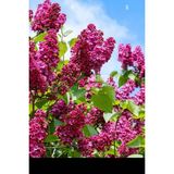 Videolu Pembe 1 Adet Leylak Çiçeği Fidanı 80-160CM Saksılı (Lilac Flower)