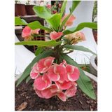 Videolu Pembe Alacalı Milli Dikenler Tacı 1 Adet Saksılı 25-45 Cm Euphorbia