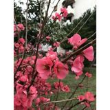 Videolu Pembe Bahar Dalı Çiçeği Fidanı 40-60 Cm Saksılı Çiçekli Bodur Spring Branch Flower