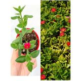 Videolu Pembe Buz Çiçeği 45 Adet Saksılı 5-10cm Mezar Kabir Yer Örtücü Bitki Sarılıcı