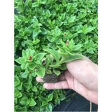 Videolu Pembe Buz Çiçeği Fidesi 40 Adet Saksılı/ Tüplü 5-10 Cm Yer Örtücü Bitki Delosperma