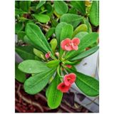 Videolu Pembe Çiçekli Milli Dikenler Tacı Mini 1 Adet Saksıda 5-10 Cm Salon Bitkisi Euphorbia