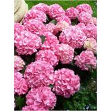 Videolu Pembe Çiçekli Ortanca Fidanı 30-55 Cm Tüplü Çiçekli Bodur Bitkiler Pink Hydrangea