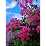 Videolu Pembe Çiçekli Oya Ağacı Fıdanı (30 60 Cm)1 Adet Saksılı Dış Meka Lagerstroemia Indica