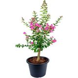 Videolu Pembe Çiçekli Oya Ağacı Fidanı (30 60 Cm)1 Adet Saksılı Dış Mekan Ağacı Lagerstroemia Indica