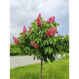 Videolu Pembe Çiçekli Oya Ağacı Fidanı (30 60 Cm)10 Adet Saksılı Dış Mekan Lagerstroemia Indica