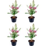 Videolu Pembe Çiçekli Oya Ağacı Fidanı (30 70 Cm)4 Adet Tüplü Dış Mekan Bitkisi Lagerstroemia Indica