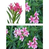 Videolu Pembe Çiçekli Zakkum Fidanı 40-60 Cm Tüplü Çiçekli Bodur Bitkiler Pink Oleander