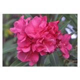 Videolu Pembe Çiçekli Zakkum Fidanı 40-65 Cm Tüplü Çiçekli Bodur Bitkiler Pink Oleander
