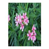 Videolu Pembe Çiçekli Zakkum Fidanı 60-100 cm 2 Adet Tüplü Dış Mekan Ağaçları Pink Oleander