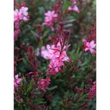 Videolu Pembe Gavura Çiçeği Fidanı 1 Adet Saksılı 40-70 Cm Bahçe Bitkisi Gaura