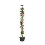 Videolu Pembe Gül Fidanı Yediveren Sarmaşık Mis Kokulu 70-110 Cm 3 Adet Saksılı Climbing Pink Rose