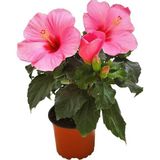 Videolu Pembe Japon Gülü Çiçeği Fidanı (40 45 Cm)1 Adet Saksılı Camellia Japonica