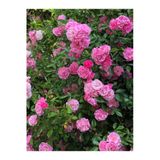 Videolu Pembe Kokulu 1 Adet Isparta Gül Fidanı Saksılı 50-75Cm (Isparta Pink Rose Sapling)