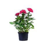 Videolu Pembe Kokulu Yediveren Gül Fidanı Saksılı 1 Adet 50-70 Cm Dış Mekan Pink Roses