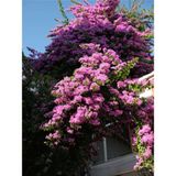 Videolu Pembe Leylak Çiçeği Fidanı (60 80 Cm)1 Adet Saksılı/tüplü Dış Mekan Bitkisi Syringa Vulgaris