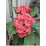 Videolu Pembe Milli Dikenler Tacı 1 Adet Saksılı Kaktüs 20-40 Cm Ofis Bitkisi Euphorbia