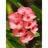 Videolu Pembe Milli Dikenler Tacı Çiçeği Mega Boy 1 Adet Saksılı 40-60 Cm Kaktüs Euphorbia