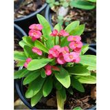 Videolu Pembe Milli Dikenler Tacı Dolgun Çiçekli 1 Adet Saksılı 20-40 Cm Salon Kaktüsü Euphorbia