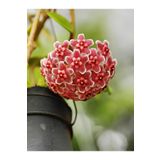 Videolu Pembe Mum Çiçeği Hoya 1 Adet Saksılı/tüplü 10-20cm Iç Mekan Salon Bitkisi(PİNK HOYA CARNOSA)
