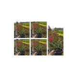 Videolu Pembe Oya Ağacı Çiçeği Fidanı 10 Adet Ayrı Saksılı (Lagerstroemia Indica)