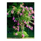 Videolu Pembe Oya Ağacı Fidanı 1 Adet Saksılı Dış Mekan Bitkisi (Lagerstroemia Indica )