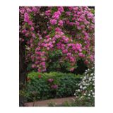 Videolu Pembe Özel Tür Mis Kokulu 1 Adet Sarmaşık Gül Fidanı Saksılı 70-110 cm (Pink Climbing Rose)