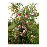 Videolu Pembe Ponpon Sarmaşık Gül Fidanı 1 Adet 80-120cm Dış Mekan Climbing Pink Ruffled Rose