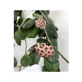Videolu Pembe Renk Hoya Mum Çiçeği 1 Adet Saksılı 10-15cm Iç Mekan Salon Ev Bitkisi (HOYA CARNASO)