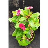 Videolu Pembe Renk Milli Dikenler Tacı Çiçeği Fidanı 15-25 Cm Saksılı Pink Euphorbia