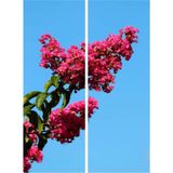 Videolu Pembe Renk Oya Ağacı Fidanı 60-100 cm Tüplü Dış Mekan Ağaçları (Lagerstroemia)
