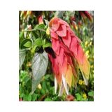 Videolu Pembe Renkli 4 Adet Karides Çiçeği Fidanı 40-60Cm Saksılı (Shrimp Plant)