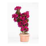 Videolu Pembe Renkli Begonvil Çiçeği (25 50 Cm) 1 Adet Saksılı Bahçe Balkon Bitkisi Bougainvillea