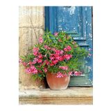 Videolu Pembe Renkli Zakkum Çiçeği Fidanı (40 60CM) Adet Saksılı Dış Mekan Bitkisi Nerium Oleander