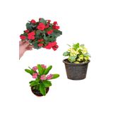 Videolu Pembe Sarı Kırmızı 3 Adet Milli Dikenler Tacı Çiçeği Fidanı 15-30cm Saksılı Europhia