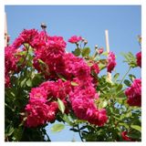 Videolu Pembe Sarmaşık Gül Fidanı Kokulu 90 140 Cm 1 Adet Tüplü Aşılı Gül Pink Rose