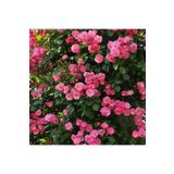 Videolu Pembe Sarmaşık Gül Fidanı Yediveren Kokulu 3 Adet Saksılı 80-160cm Climbing Rose