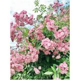 Videolu Pembe Sarmaşık Ponpon Gül Fidanı 1 Adet Dış Mekan Bitkisi 35-60 Cm Pink Climbing Rose