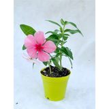 Videolu Pembe Vinca Çiçeği Fidanı 5-10 Cm Saksılı Çiçekli Bodur Bitkiler Pink Periwinkle