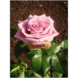 Videolu Pembe Yediveren Mis Kokulu 2 Adet Gül Fidanı 50-70 Cm Saksılı Pink Rose Sapling