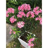 Videolu Pembe Zakkum Çiçeği (50 70 Cm)1 Adet Saksılı Çiçekli Bahçe / Balkon Bitkisi Nerium Oleander