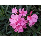 Videolu Pembe Zakkum Çiçeği Fidanı 50-70 Cm Tüplü Çiçekli Bodur Bitkiler Oleander