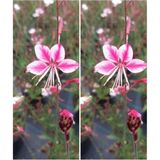 Videolu Pembe/beyaz Gaura Çiçeği Fidanı 2 Adet 40-60 cm Dış Mekan Ağaçları Lindheimeri