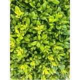 Videolu Pitos Bodur Yıldız Çalısı Fidanı 1 Adet Saksılı/ Tüplü 15-30CM (Pittosporum Tobira)