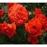 Videolu Ponpon Nar Çiçeği 3 Adet Gül Fidanı Yediveren 50-80 Cm Pomegranate Blossom Rose Sapling