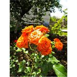 Videolu Ponpon Yediveren Kokulu Turuncu Renkli 40 65 Cm Saksılı Aşılı Gül Orange Rose