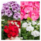 Videolu Rengarenk 4 Adet Sardunya Çiçeği Fidanı 15-30cm Saksılı Geranium
